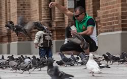 Parquedaderos de palomas • Fotografías Juan Fernando Ospina
