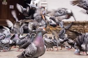 Parquedaderos de palomas • Fotografías Juan Fernando Ospina