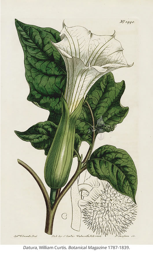 Datura, William Curtis. Botanical Magazine 1787-1839.